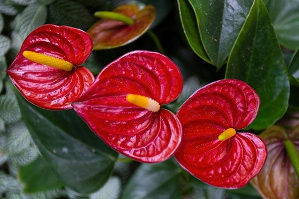 Flora de Amazonas