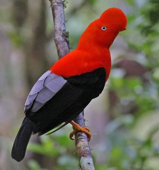 Fauna de Amazonas